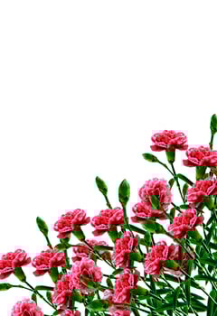 Bouquet of flowers carnation. Flowers isolated on white background. photo