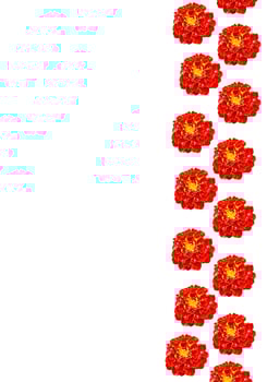 Marigold flowers isolated on white background photo