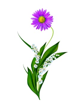 daisies summer white flower isolated on white background photo