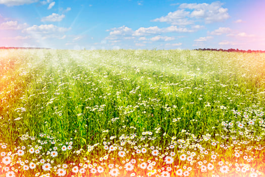 Beautiful Chamomile field photo