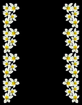 snowdrop flower isolated on black background photo