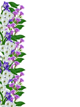 bell flower isolated on white background photo