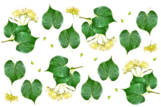 Sprig of linden blossoms isolated on white background. photo