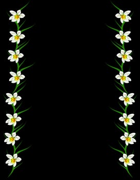 snowdrop flower isolated on black background photo