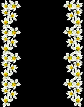 snowdrop flower isolated on black background photo