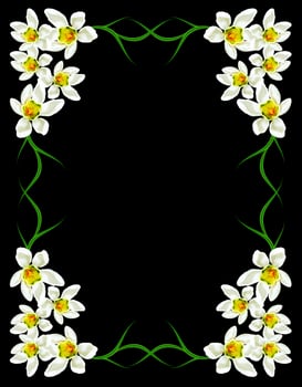 snowdrop flower isolated on black background photo