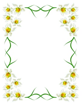 spring flowers snowdrops isolated on white background photo