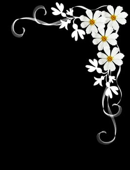 Flowers cosmos isolated on a black background photo