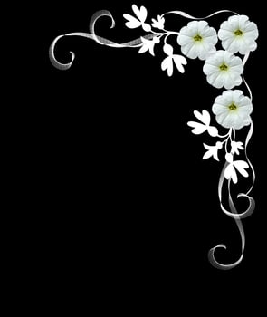 White flowers isolated on a black background. Frame. photo