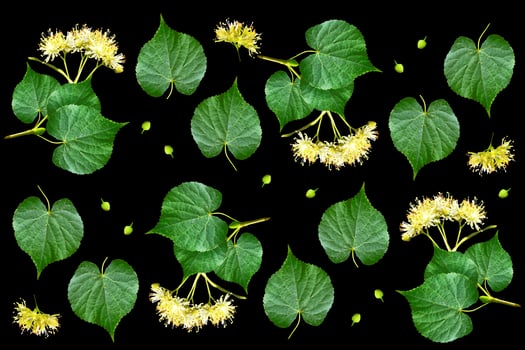 Sprig of linden blossoms isolated on black background. photo