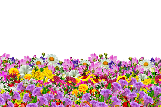 flowers on a white background photo
