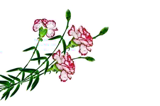Bouquet of flowers carnation isolated on white background. photo