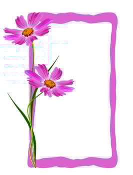 Cosmos flowers isolated on white background photo