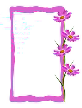 Cosmos flowers isolated on white background photo