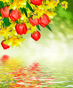 Spring. Flowers of daffodils and tulips. photo