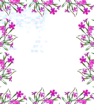 Colorful carnation flowers isolated on white background. photo