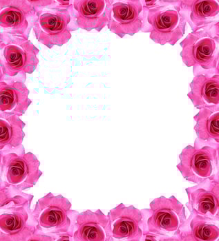 flower buds of roses isolated on white background photo