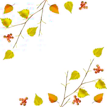 autumn leaves isolated on white background. photo