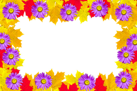 autumn leaves isolated on white background. photo