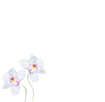 Orchid flower isolated on white background. photo