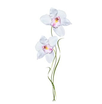 Orchid flower isolated on white background. photo