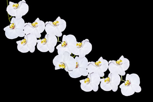 Orchid flower isolated on black background. photo