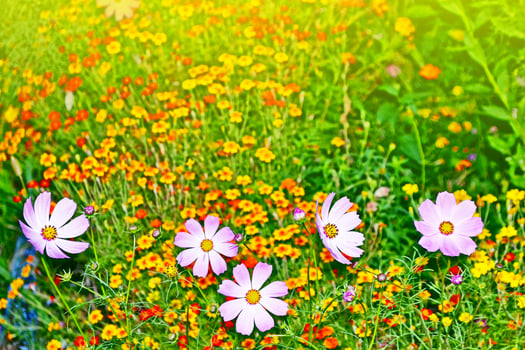 Colorful cosmos flowers on a background of summer landscape. photo