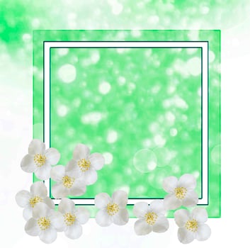 White jasmine The branch delicate spring flowers photo