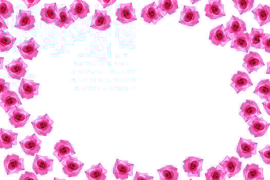 Flower bud roses on a white background photo