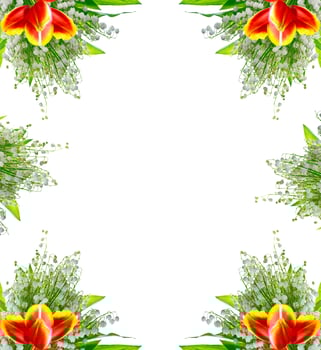 spring flowers tulips isolated on white background. photo