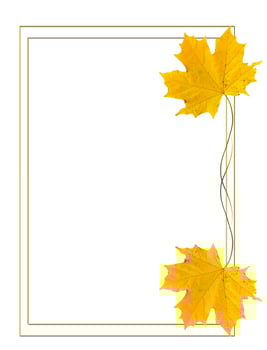 autumn leaves isolated on white background. photo