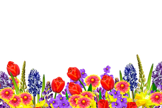spring flowers narcissus isolated on white background photo