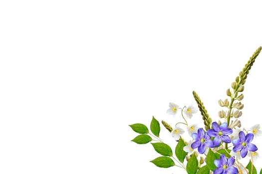 lupines beautiful flowers on a white background photo