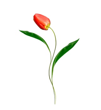 spring flowers tulips isolated on white background. photo