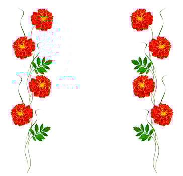 bright colorful flowers marigolds isolated on white background photo
