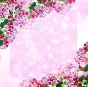 Blossoming branch apple. Bright colorful spring flowers photo
