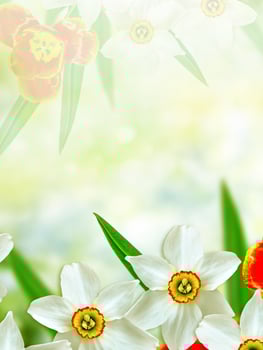 Bright and colorful spring flowers daffodils and tulips photo