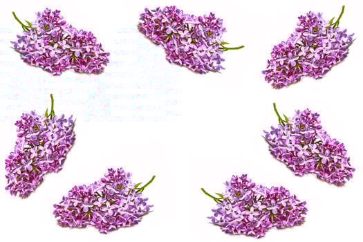 Branch of bright and colorful spring flowers photo