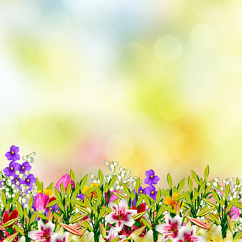 Colorful spring flowers photo
