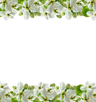 Flowering branch of apple isolated on a white background. Spring photo