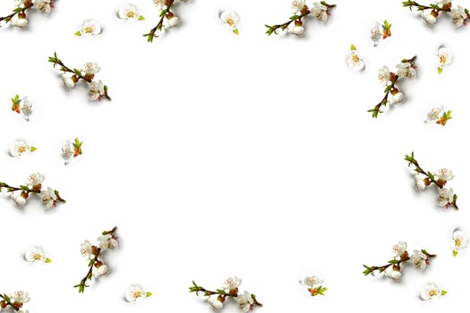 Flowering branch of apple isolated on a white background. Spring photo