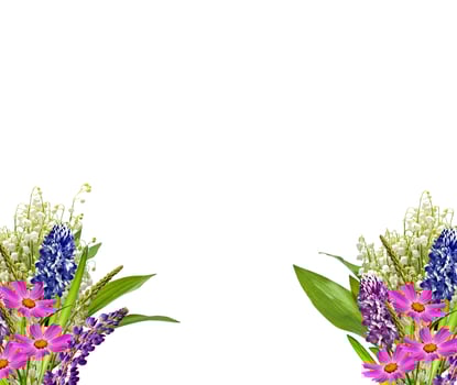 lupines beautiful flowers on a white background photo
