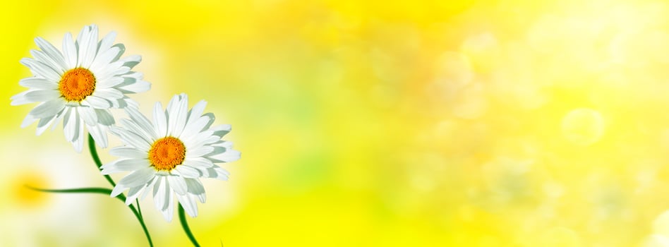 White bright daisy flowers on a background of the summer landscape. photo