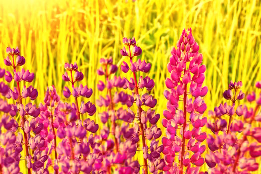 Summer landscape with beautiful bright lupine flowers photo