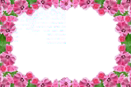 Petunias isolated on a white background. Colorful flowers. photo