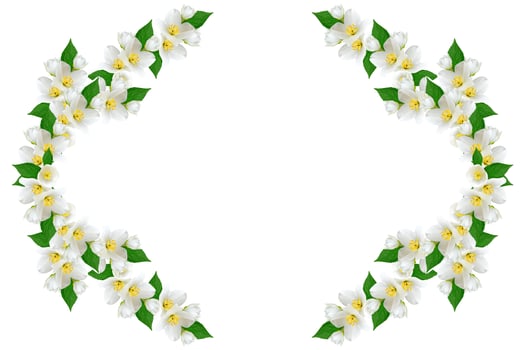 branch of jasmine flowers isolated on white background photo