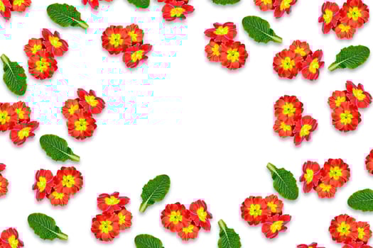 spring flowers primula photo
