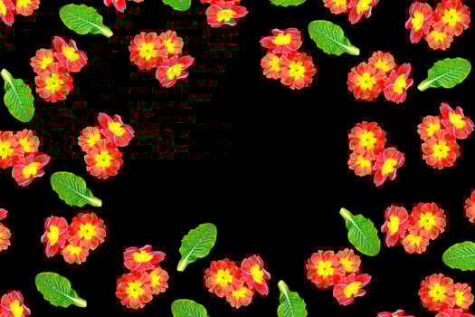 spring flowers primula photo