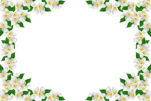 branch of jasmine flowers isolated on white background photo