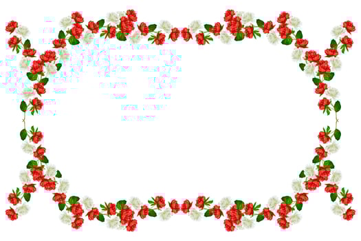 Colorful bright flowers peonies isolated on white background. photo